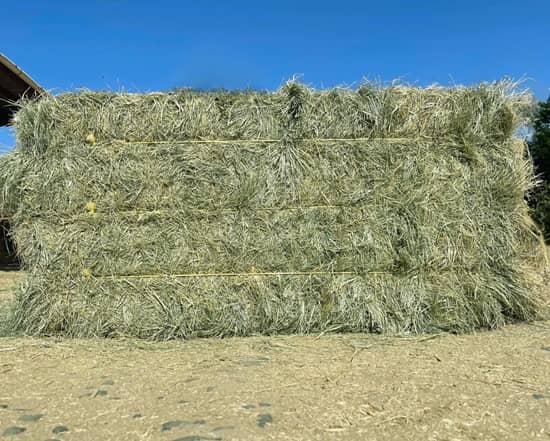 Bermuda Hay for Sale