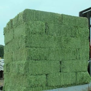 Buy Alfalfa Hay
