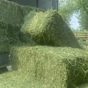 Buy Timothy Hay Online