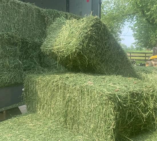Buy Timothy Hay Online